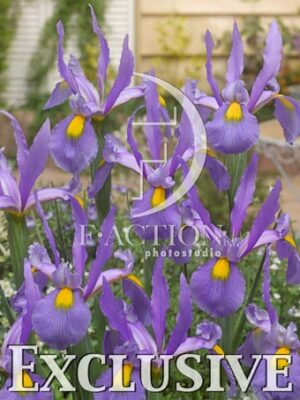 botanic stock photo Iris