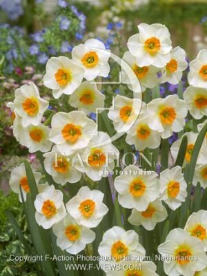 botanic stock photo Narcissus