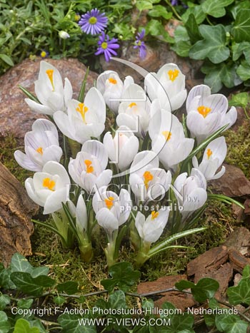 botanic stock photo Crocus