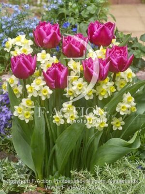botanic stock photo Tulipa