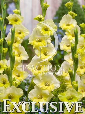 Yellow-White