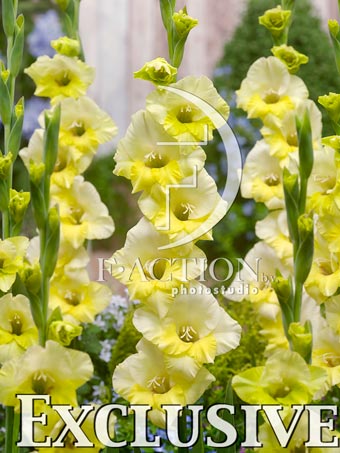 Yellow-White - Image 3