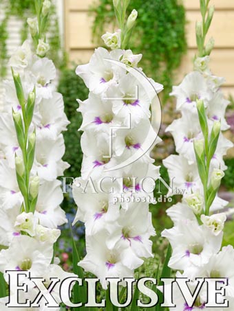 Multicolour- White