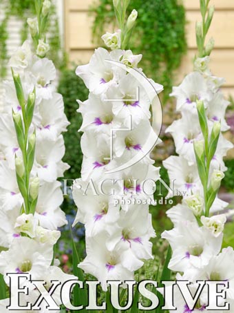 Multicolour- White - Image 3