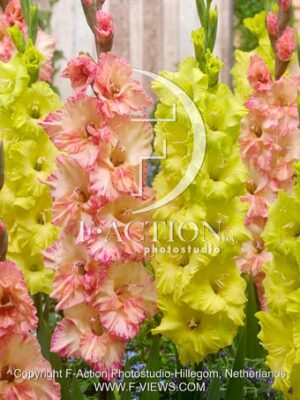 Pink-Green Mixed
