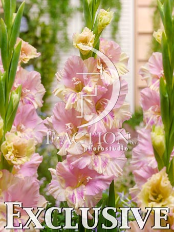 Pink-Yellow