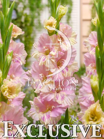 Pink-Yellow - Image 3