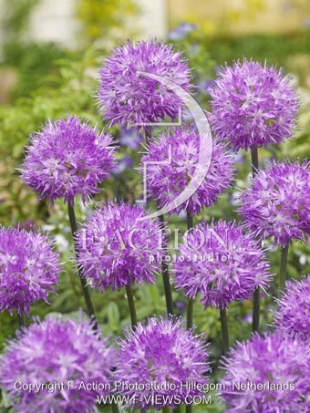 botanic stock photo Allium