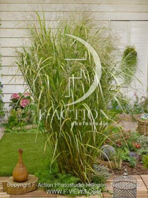 botanic stock photo Panicum