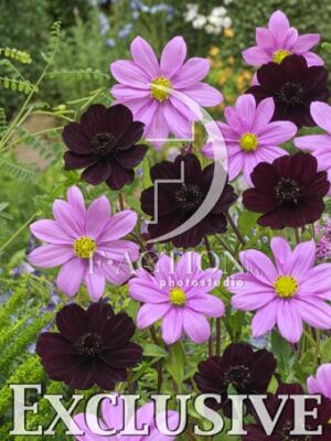 botanic stock photo Cosmos