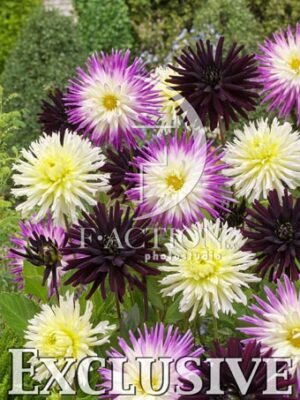 botanic stock photo Dahlia
