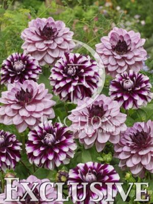 botanic stock photo Dahlia