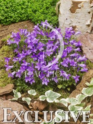 botanic stock photo Campanula