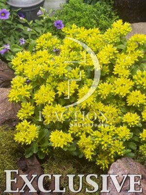 botanic stock photo Iberis