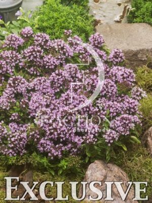 botanic stock photo Origanum