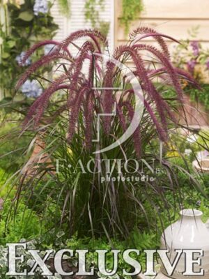 botanic stock photo Pennisetum