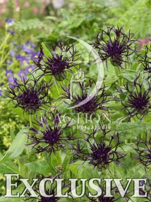 botanic stock photo Centaurea