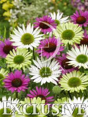 botanic stock photo Echinacea