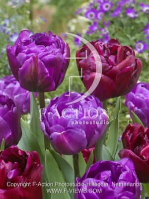 botanic stock photo Tulipa