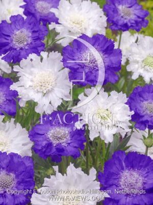botanic stock photo Scabiosa