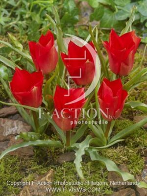 botanic stock photo Tulipa