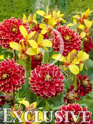 botanic stock photo Dahlia