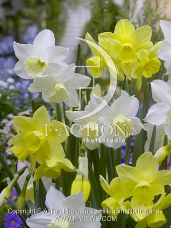 botanic stock photo Narcissus