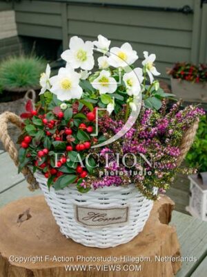 Winter mixed