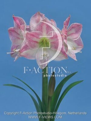 botanic stock photo Hippeastrum