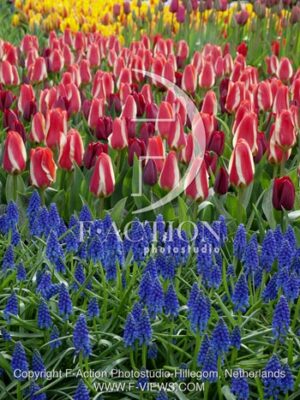 botanic stock photo Tulipa