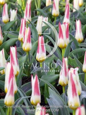 botanic stock photo Tulipa