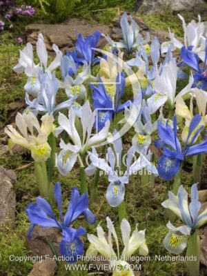 botanic stock photo Iris