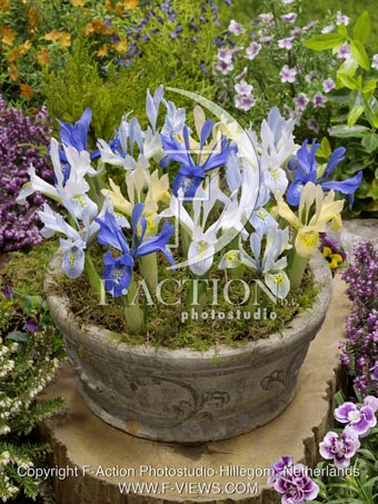 botanic stock photo Iris