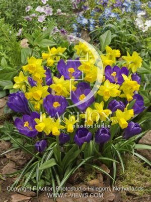 botanic stock photo Narcissus