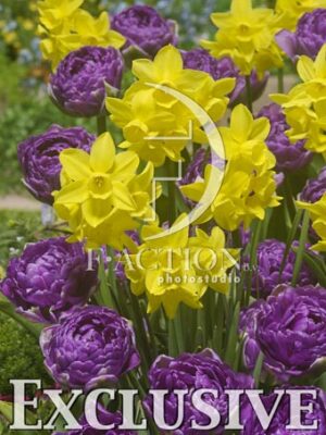 Double Flag & Narcissus Sunlight Sensation