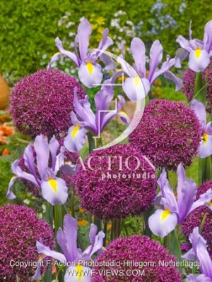 hollandica King Mauve & Allium Ostara