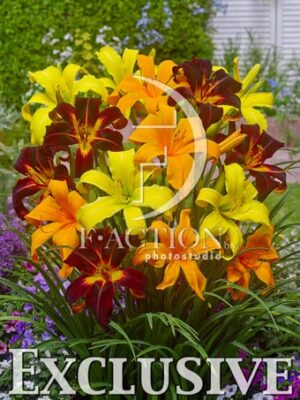 botanic stock photo Hemerocallis