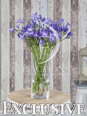 botanic stock photo Triteleia