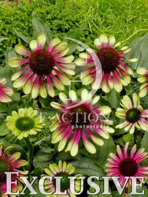 botanic stock photo Echinacea