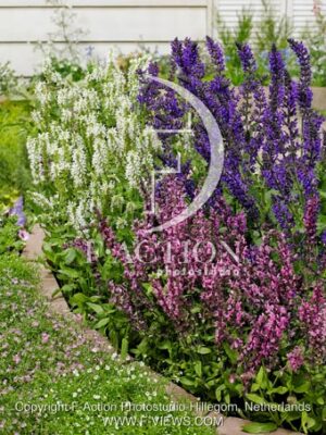 botanic stock photo Salvia