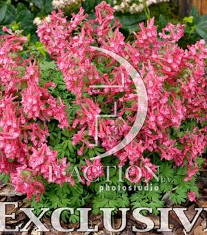 botanic stock photo Corydalis