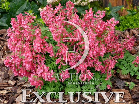 botanic stock photo Corydalis