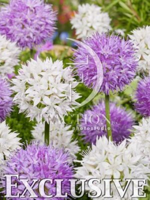 botanic stock photo Allium