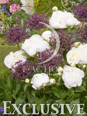 botanic stock photo Paeonia