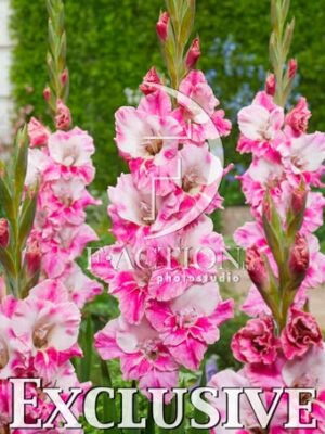 Pink-White