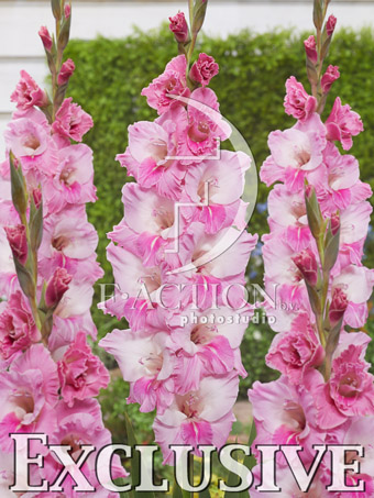 Pink-White - Image 2