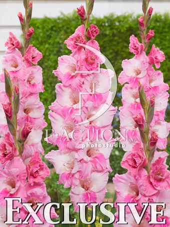 Pink-White