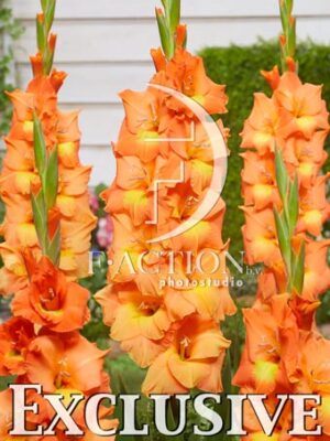 oranje