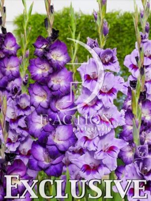 Passos and Purple Mixed
