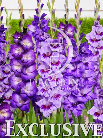 Passos and Purple and Big Girl Mixed - Image 3